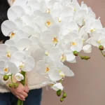 30025003-WT-Artificial-Phalaenopsis-2