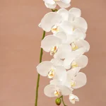 30025003-WT-Artificial-Phalaenopsis-3
