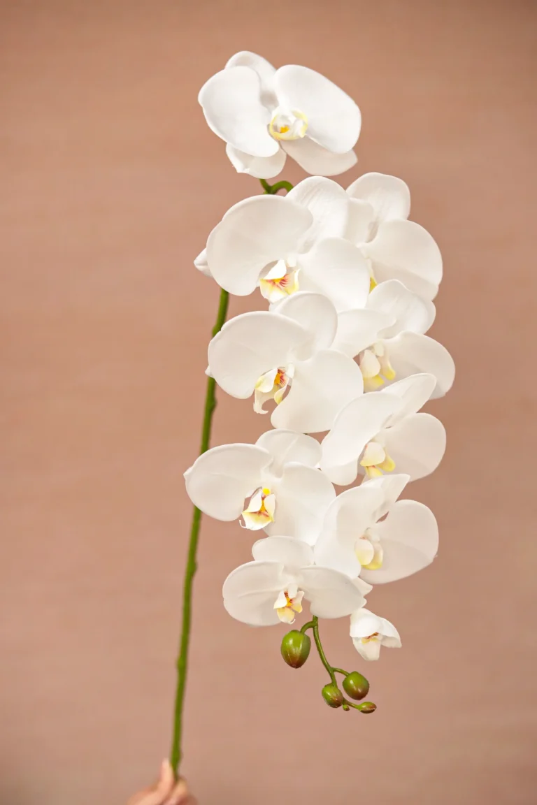 30025003-WT-Artificial-Phalaenopsis-3