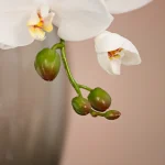 30025003-WT-Artificial-Phalaenopsis-6