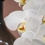 30025003-WT-Artificial-Phalaenopsis-7