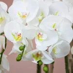 Phalaenopsis-Faux-Orchid-11025001-WT-3