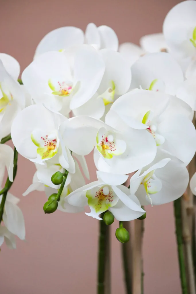 Phalaenopsis-Faux-Orchid-11025001-WT-3